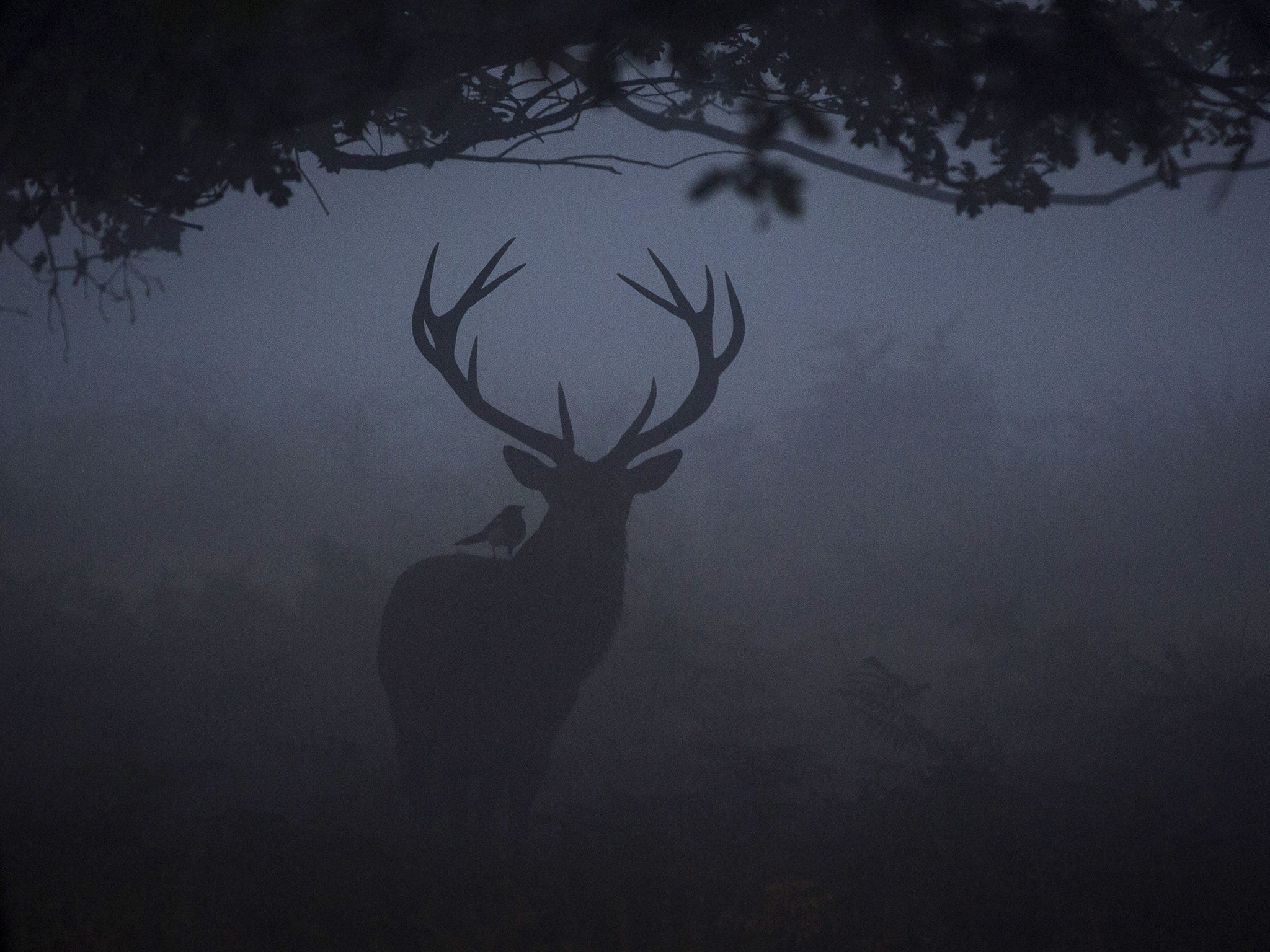 A red deer is seen through the morning mist in Richmond Park