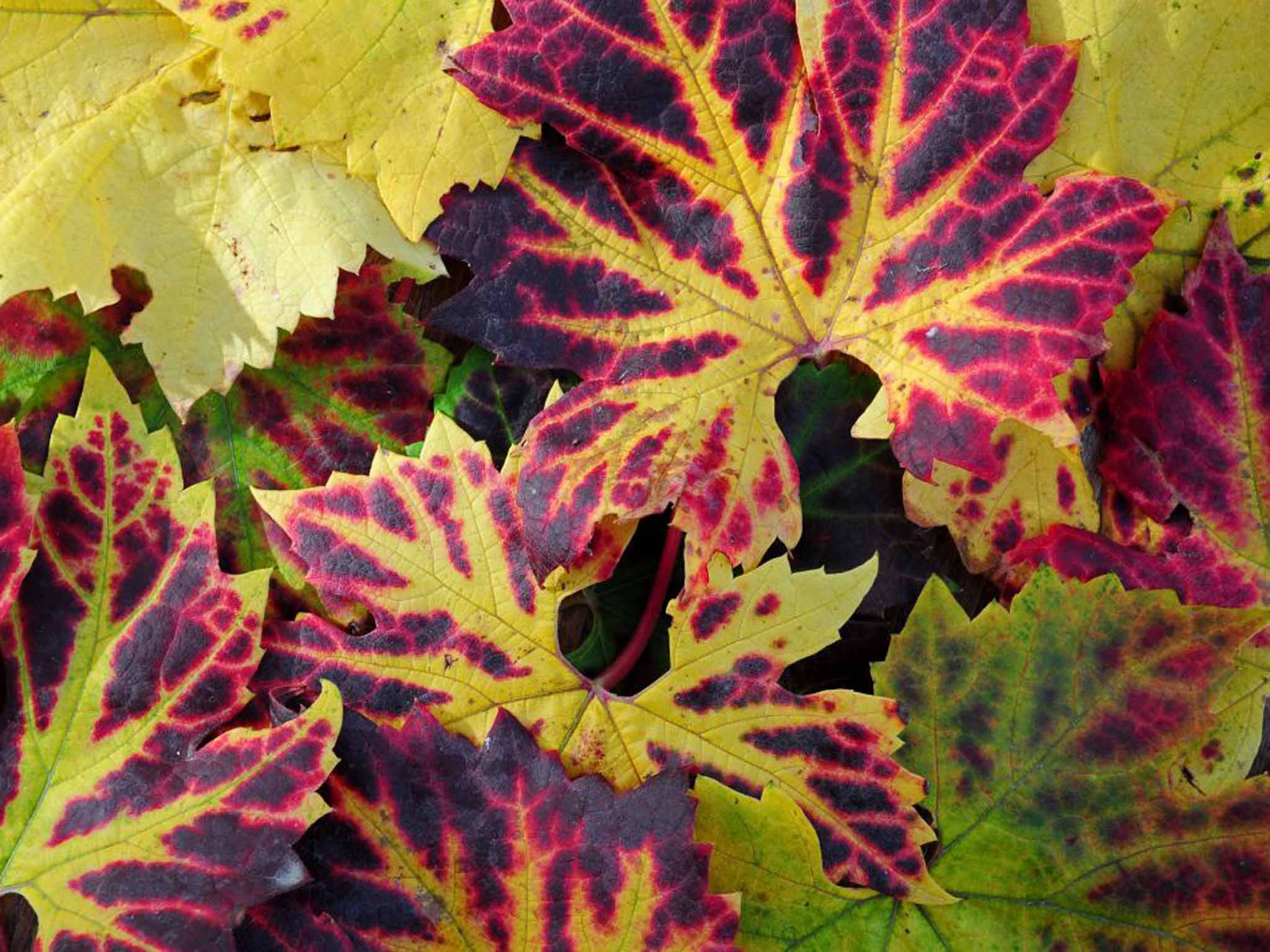 The fiery autumn leaves of 'Brant'