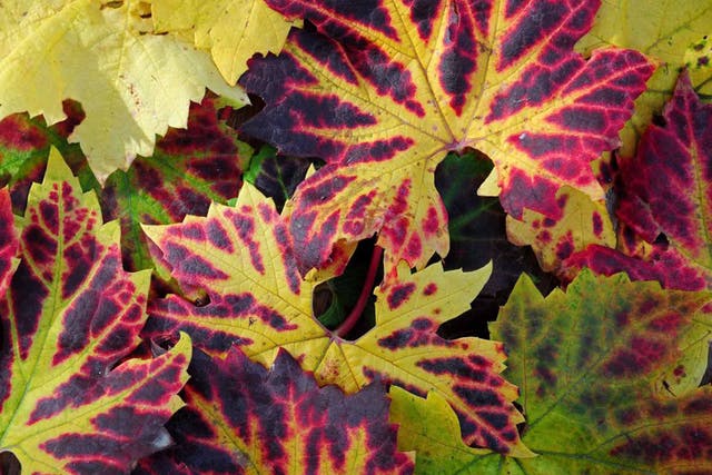 The fiery autumn leaves of 'Brant'