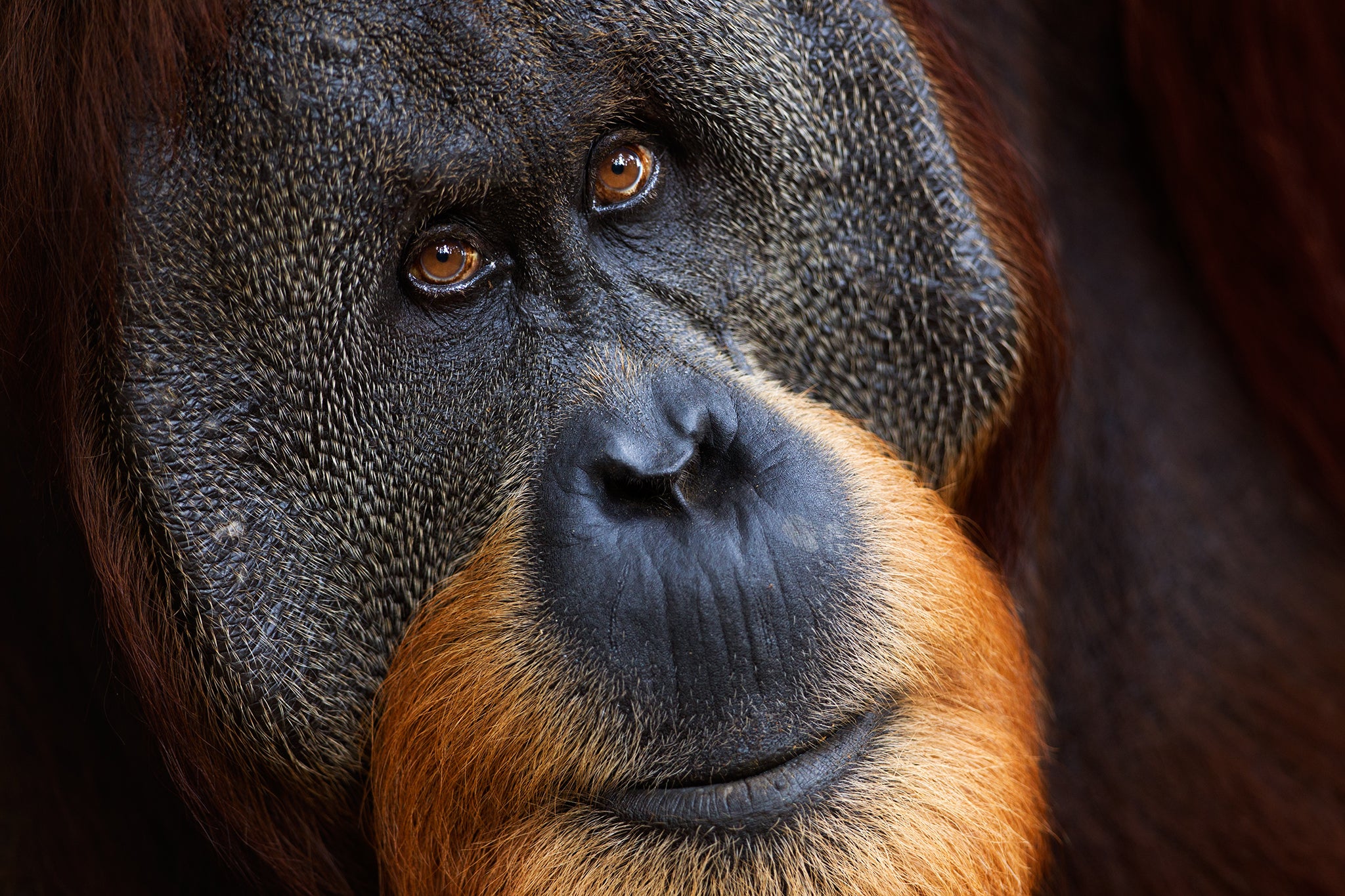 Halik, a 26-year-old male Sumatran orangutan, Gunung Leuser National Park, Sumatra, Indonesia