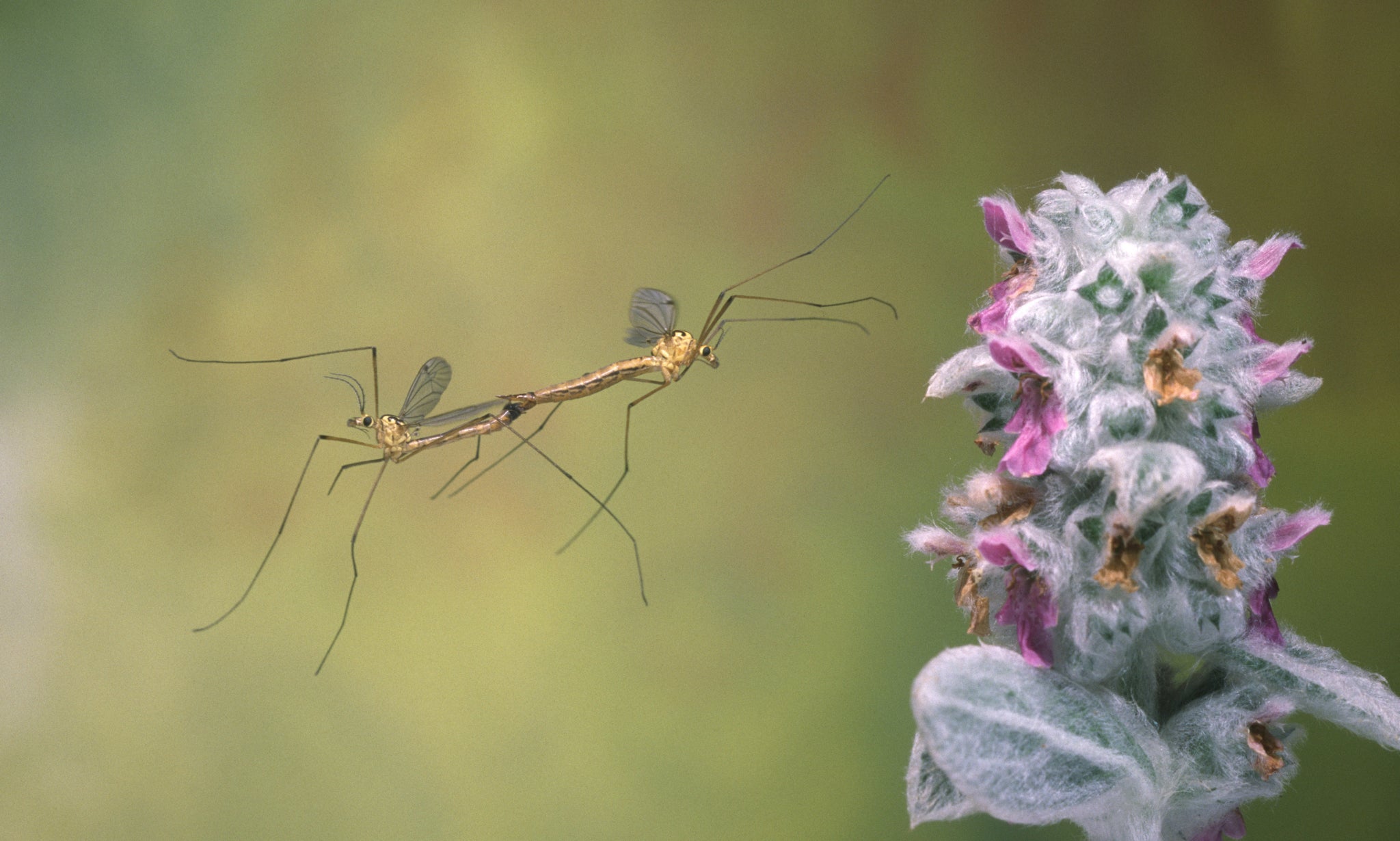 Homes in the UK can expect to see a swell in the numbers of Daddy Longlegs