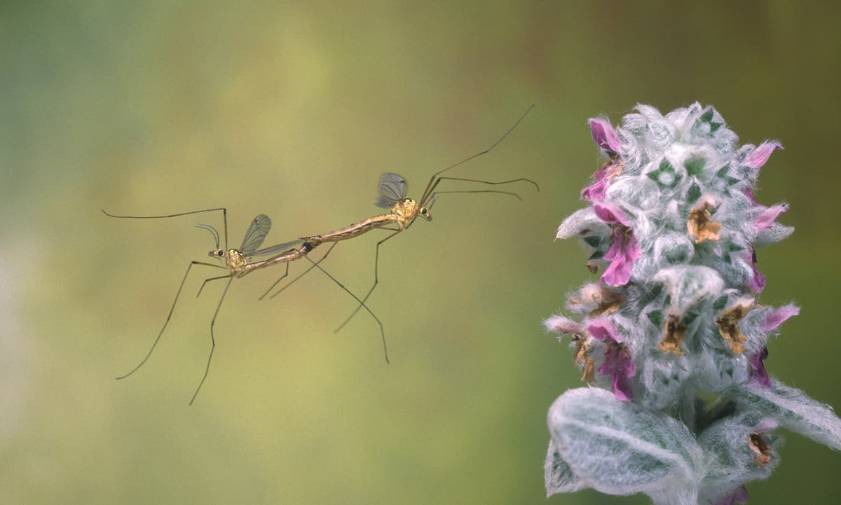 Will we see record numbers of insects in Britain this autumn?