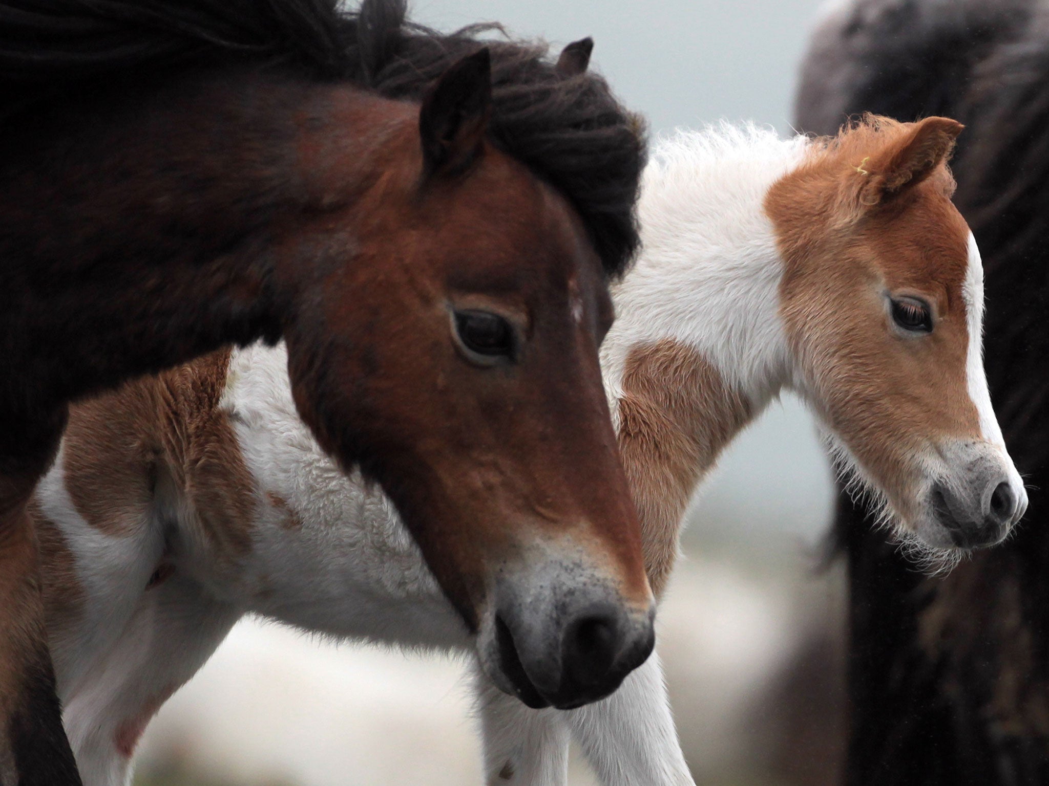 The number of Dartmoor ponies has fallen from more than 25,000 in the 1930s to less than 800