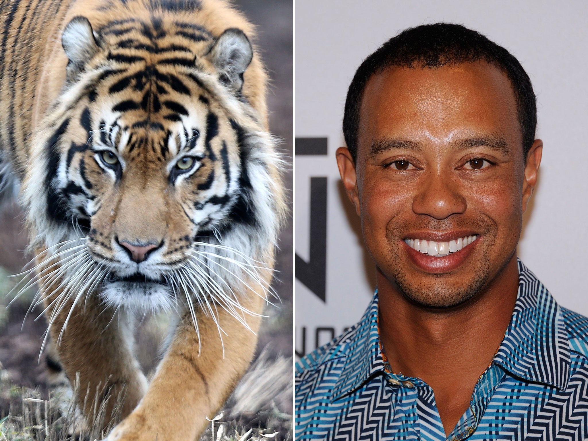 Woods the Tiger (not the golfer) has predicted a European win