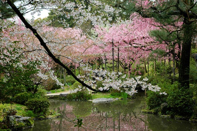 The historic city of Kyoto boasts delicate gardens full of cherry blossoms which make the ideal backdrop for all those couples selfies