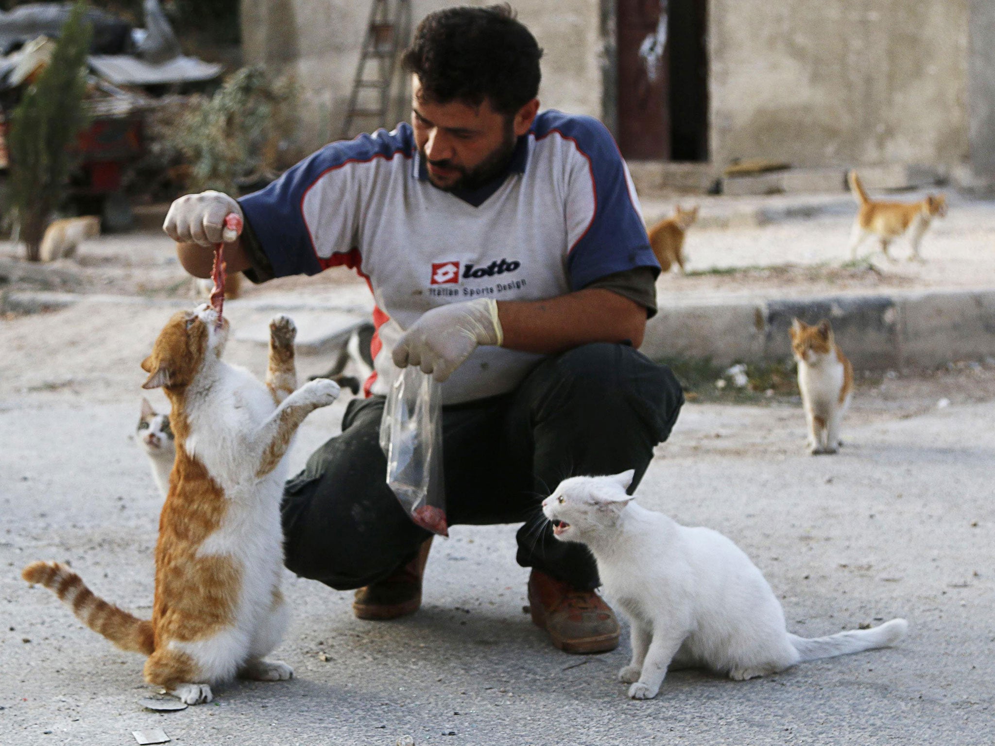 The cats have been abandoned after their owners fled shelling in Aleppo