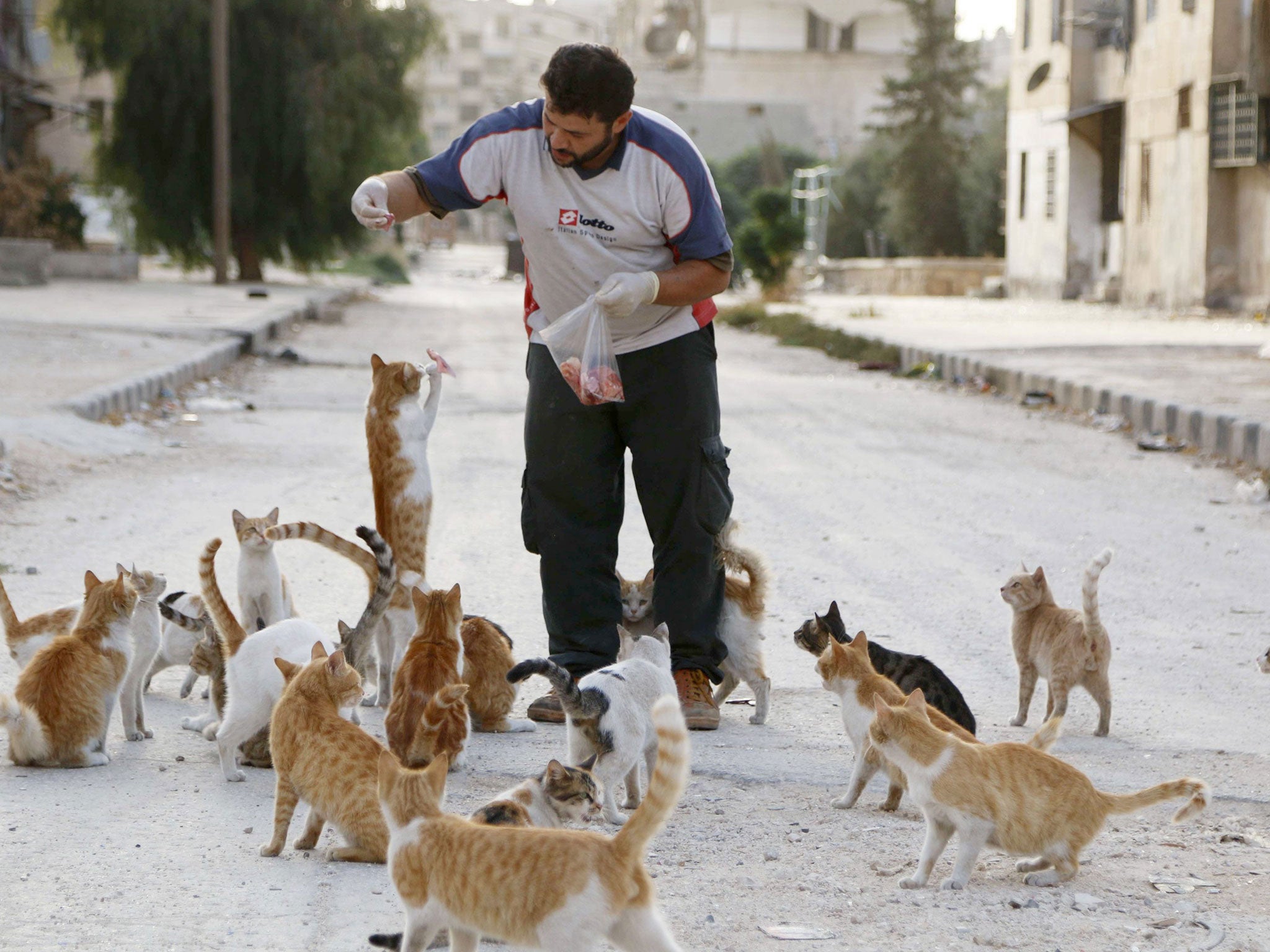 Alaa, an ambulance driver, feeds cats in Masaken Hanano in Aleppo, September 24, 2014.