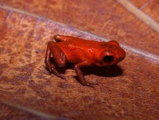 Scientists find tiny, poisonous new mystery frog