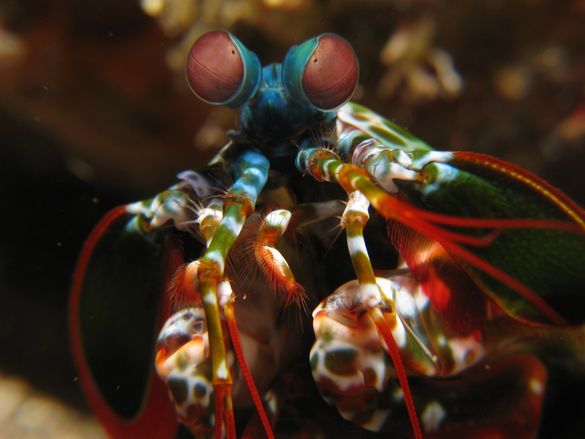 The eyes of mantis shrimp have inspired new cancer-detecting cameras