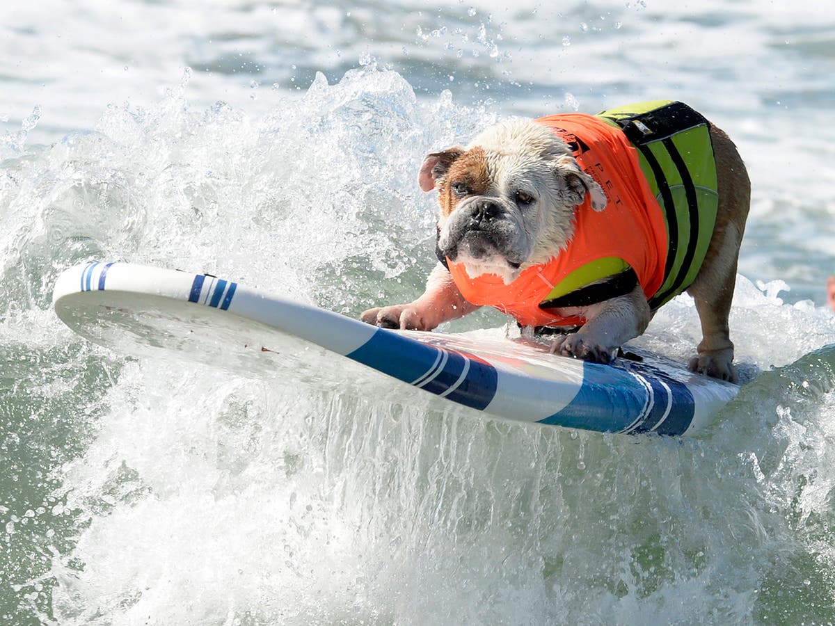 These dogs are surfing in California... and they look as if they know