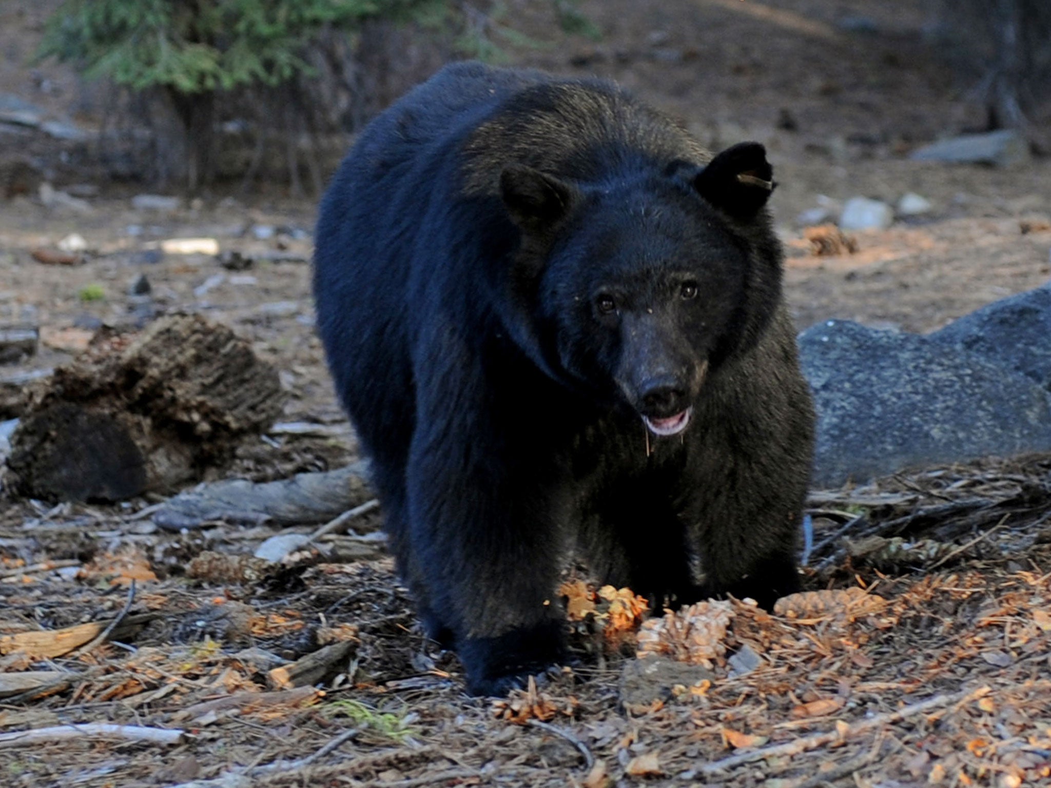 A black bear, similar to the creature which attacked a man in Minnesota