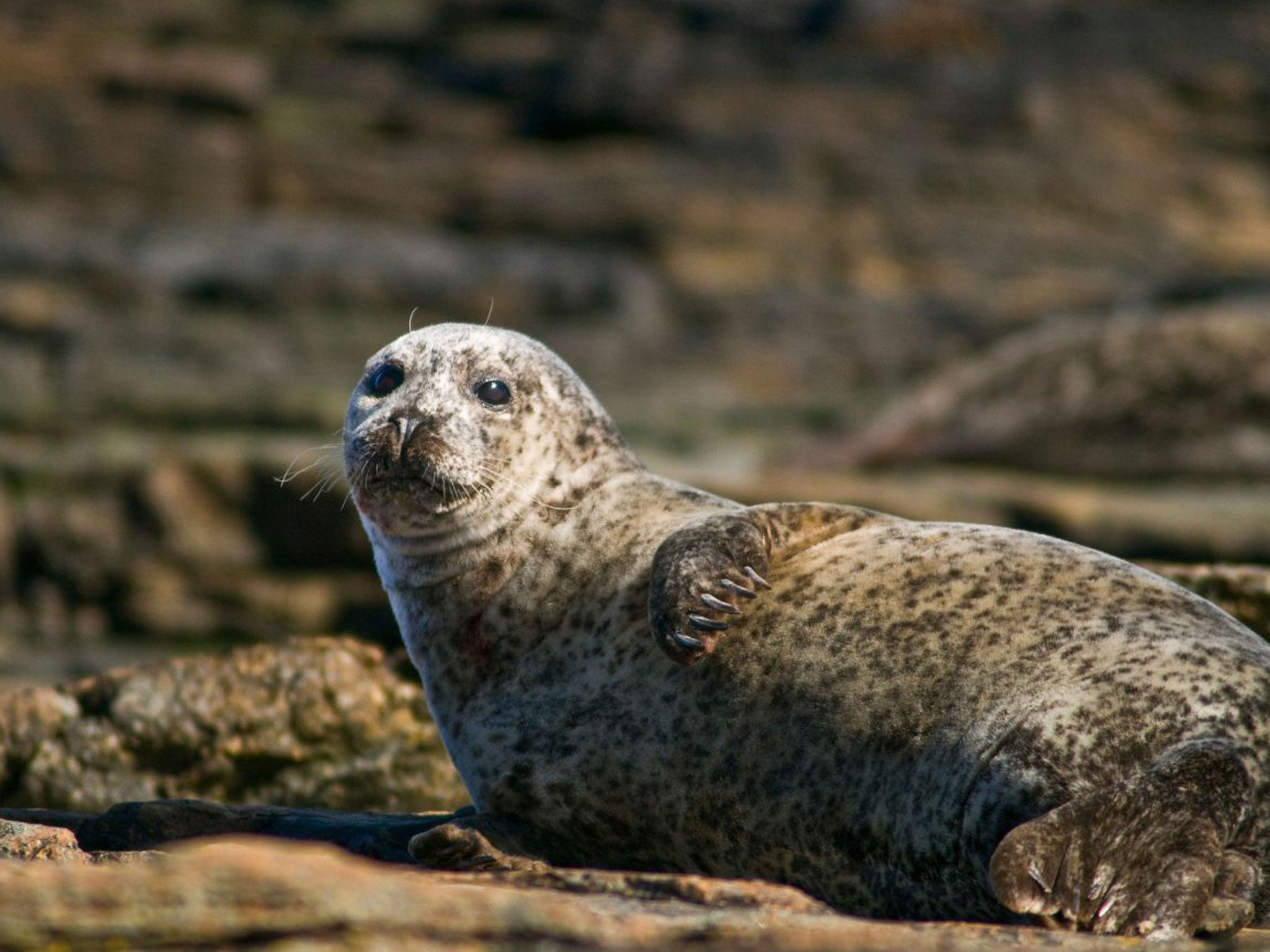Harbour seal (Phoca vitulina)