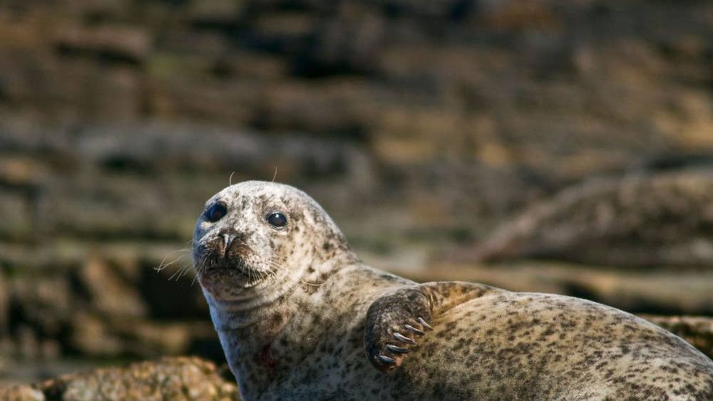 Harbour seal (Phoca vitulina)