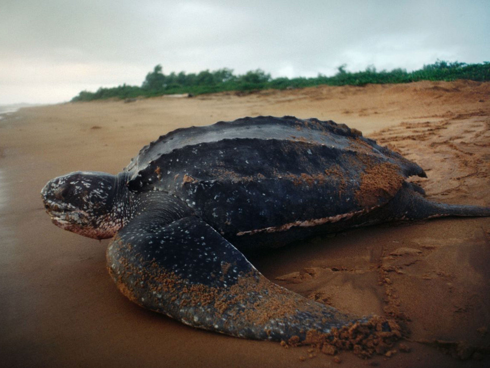 Leatherback turtle (Dermochelys coriacea)