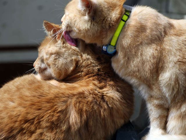 A farm cat wearing a GPS collar grooms one of its cousins