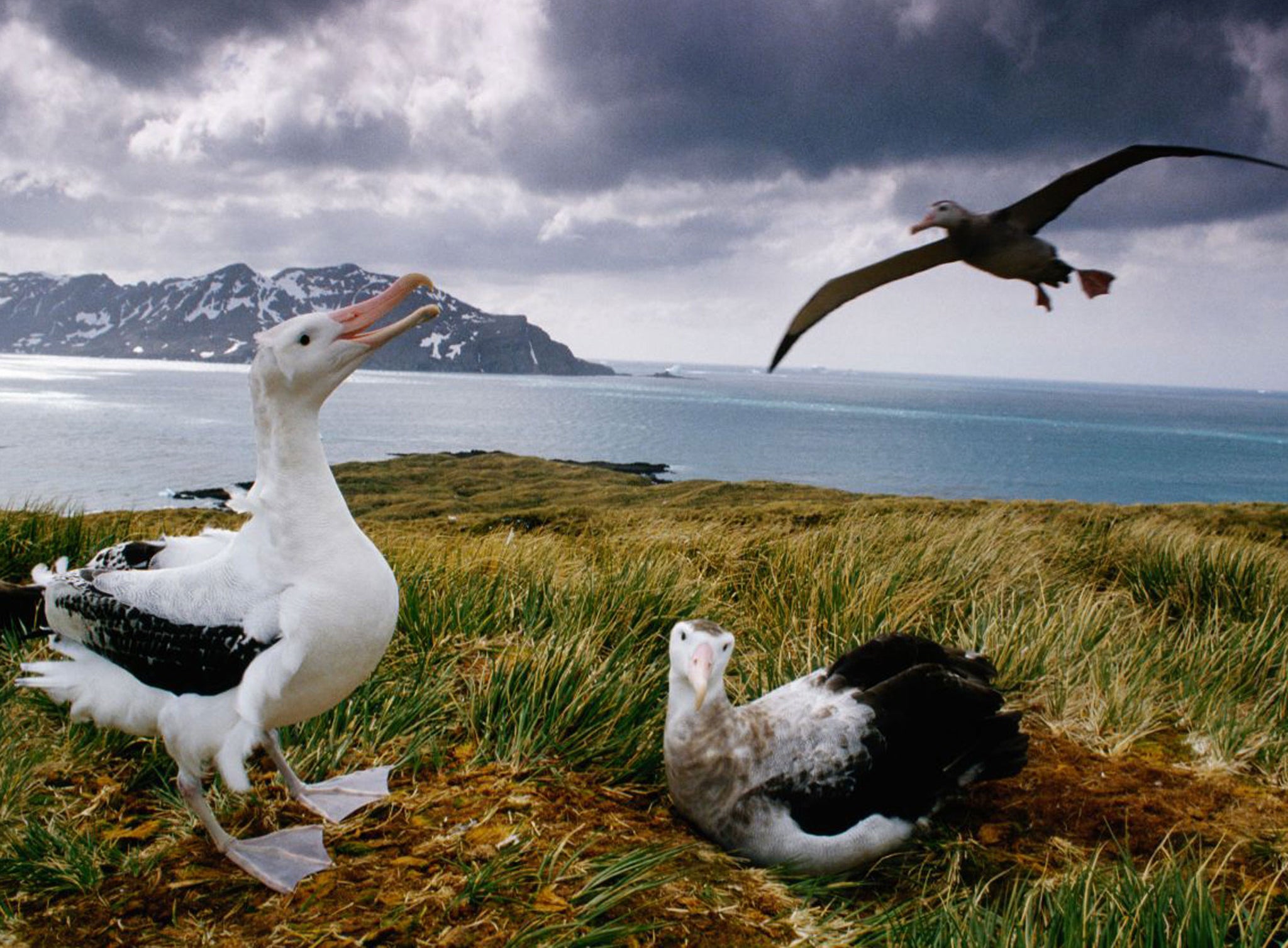 Albatrosses featured in Blue Planet II have been feeding plastic to their chicks