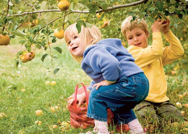In our old garden, I planted 'George Cave', so the children could help themselves to fruit whenever they wanted (Alamy)