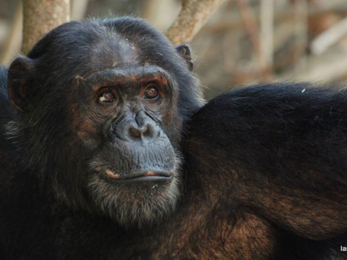 Wild chimps ape each other with a new 'tool' - and reveal how their ...