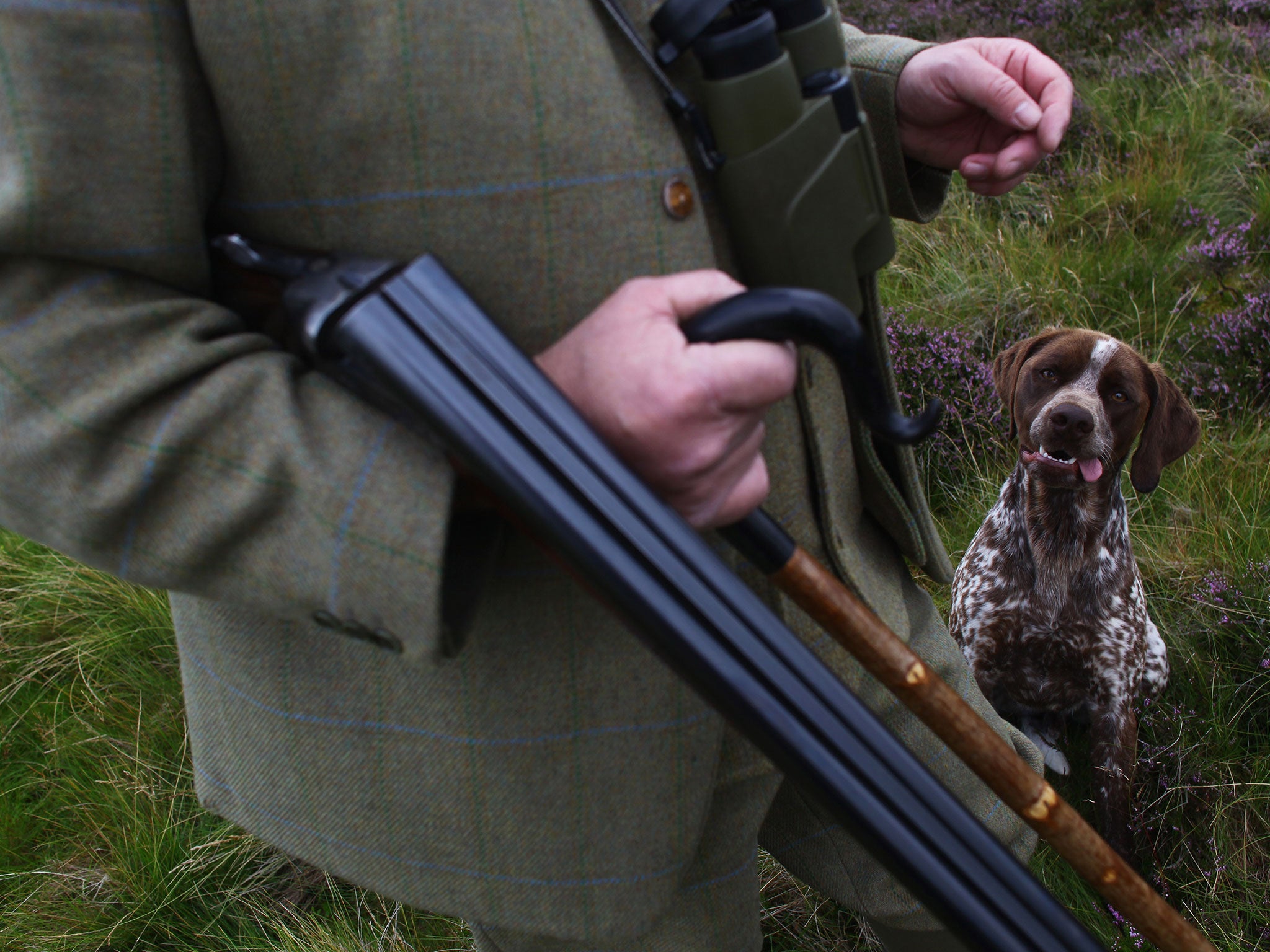 Grouse shooting is thought to be ruining the countryside in Northern England