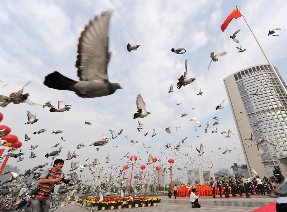 10,000 pigeons were subject to anal examinations before being released as part of China's National Day celebrations - seen here in 2009