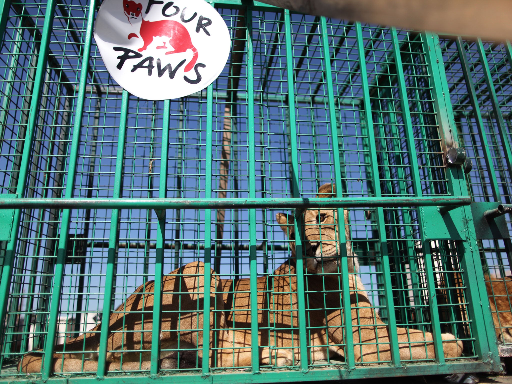The three lions were rescued by FOUR PAWS from the heavily-damaged Al-Bisan Zoo in Gaza and taken to a rescue centre in Jordan