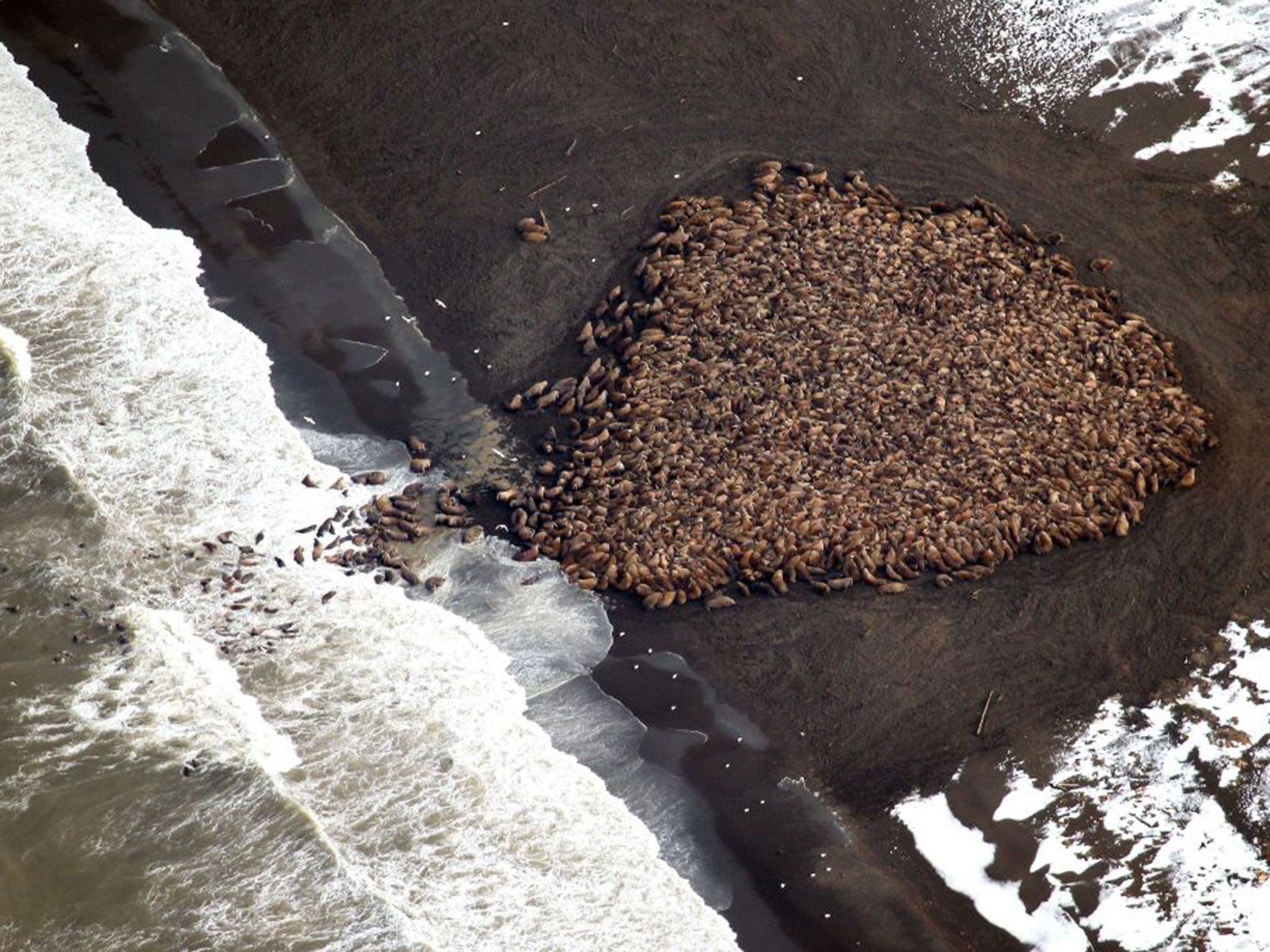 35,000 Pacific walruses came ashore, unable to find sea ice