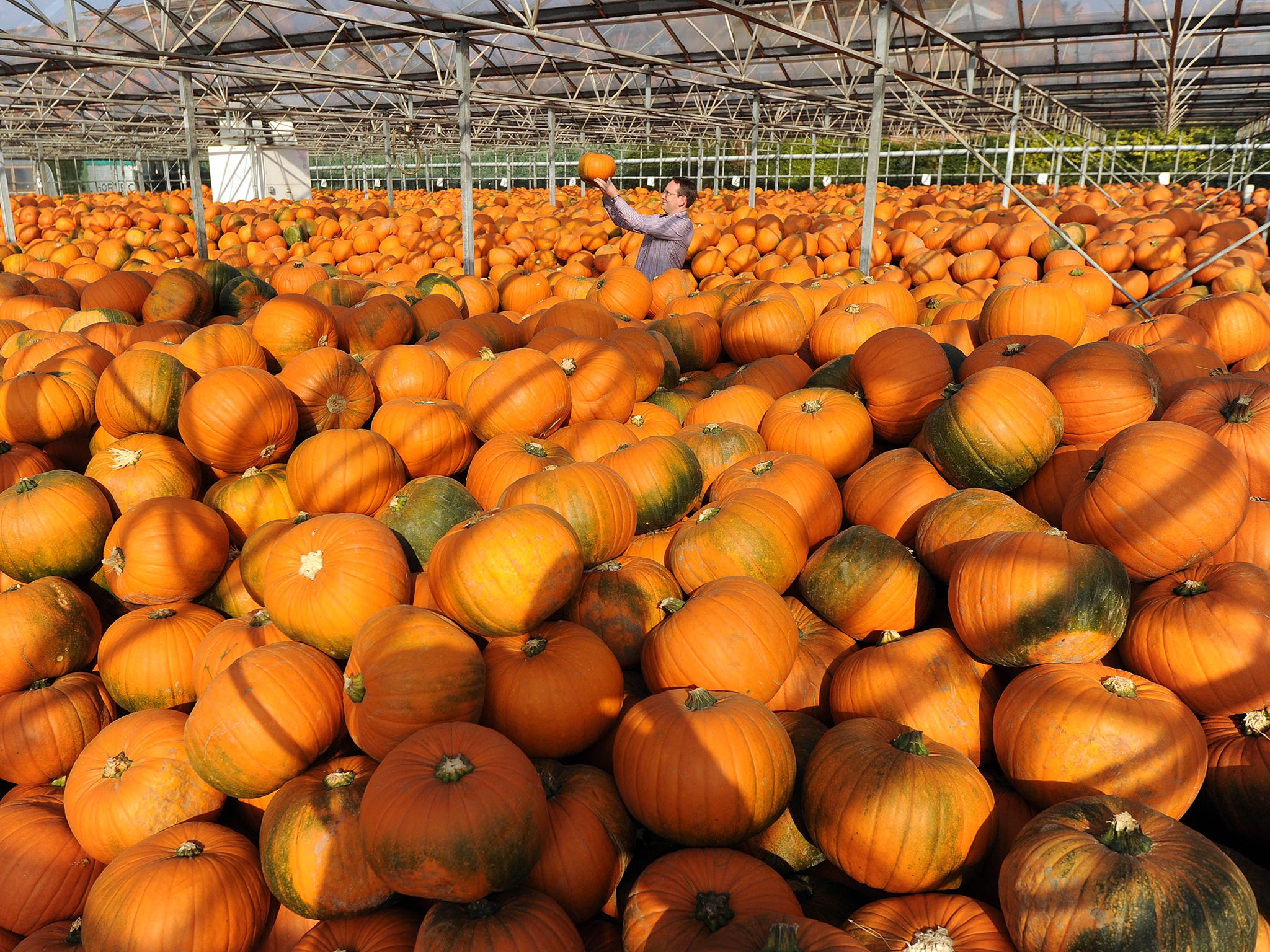 Pumpkins at Oakley Farms in Wisbech, Cambridgeshire, which have been harvested for Sainsbury's in-store Halloween activity. Following a hot summer and an unusually mild September, the pumpkins were picked earlier than usual. This has resulted in a bumper 