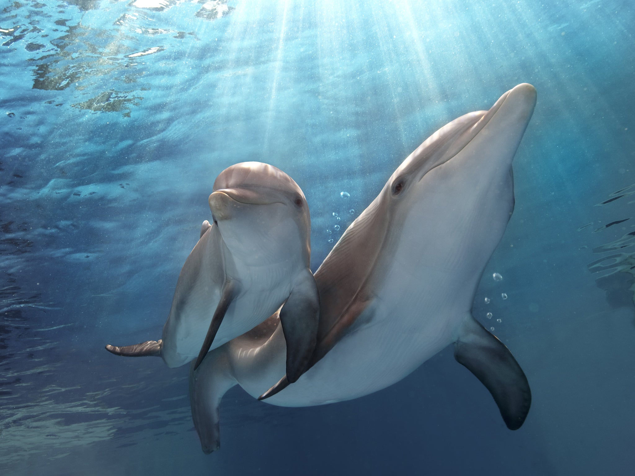 dolphin pictures