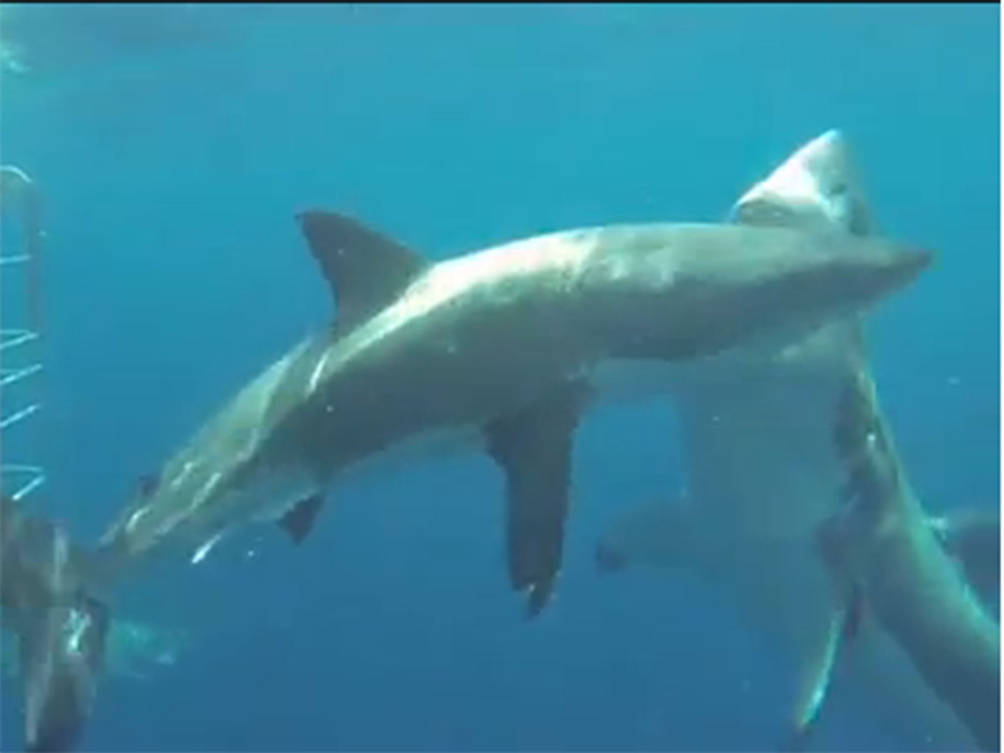 The two Great White Sharks attacked one another off the Neptune Islands southern Australia