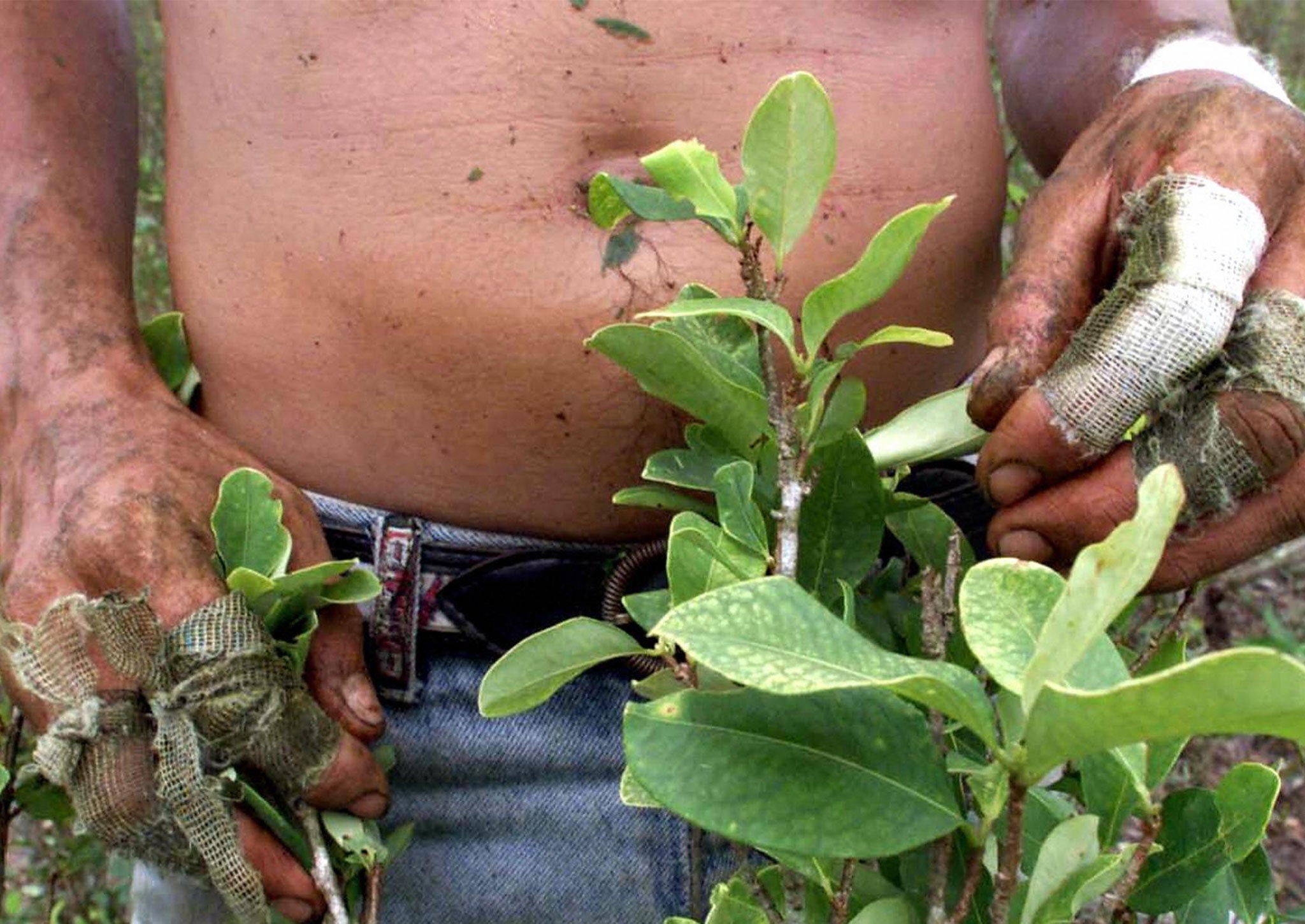 A farmer harvests cocaine leaves in la Machaca, Colombia