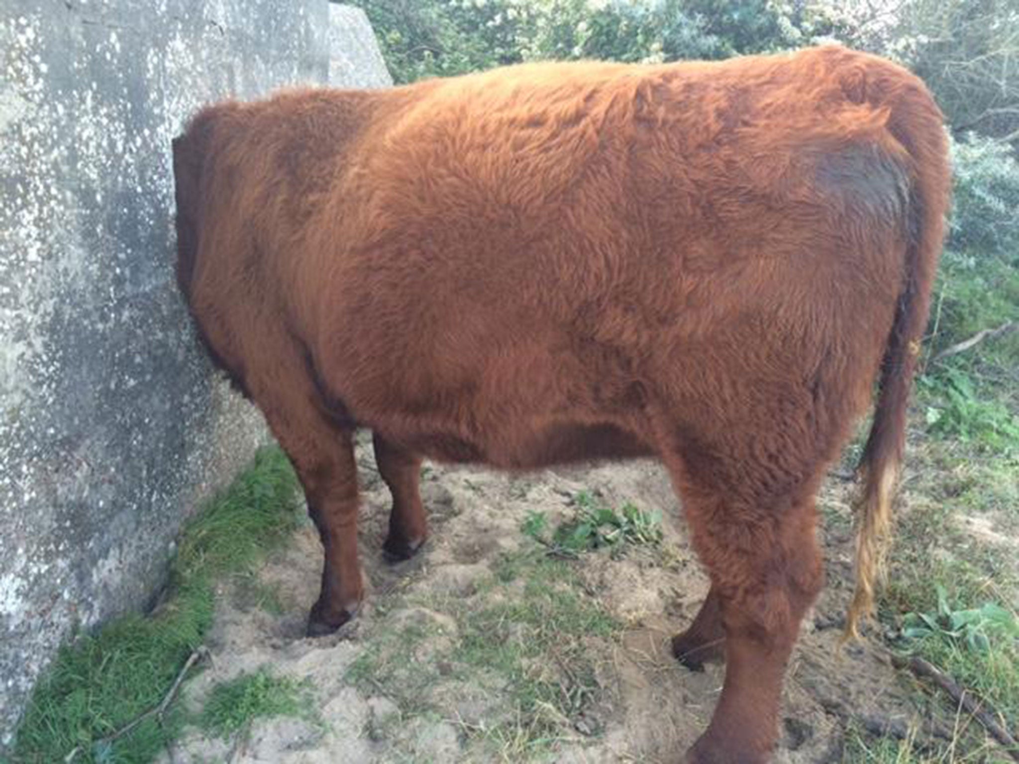 The cow got its head stuck in a pillbox at Gibraltar Point in Skegness.