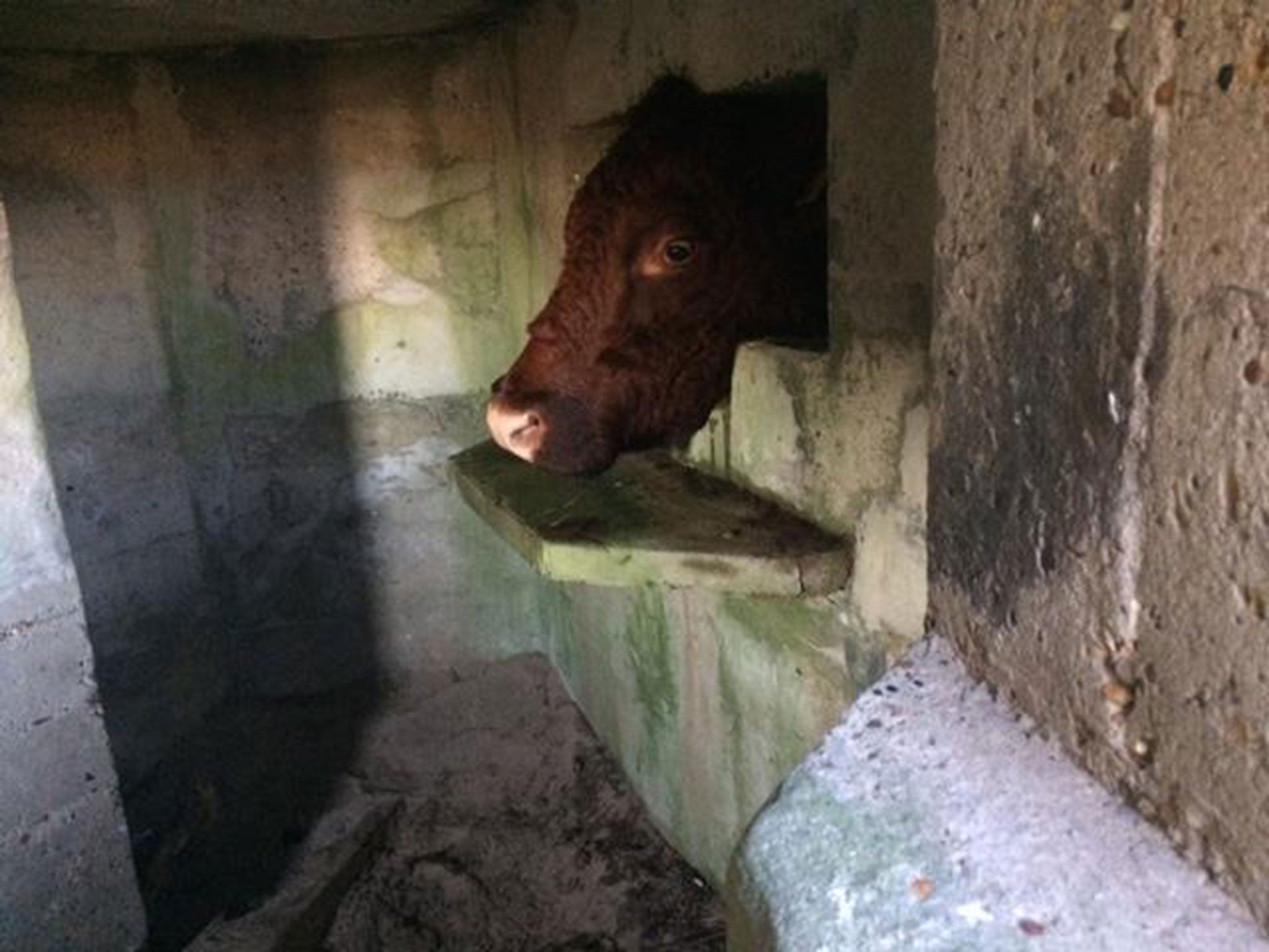 The cow got its head stuck in a pillbox at Gibraltar Point in Skegness.