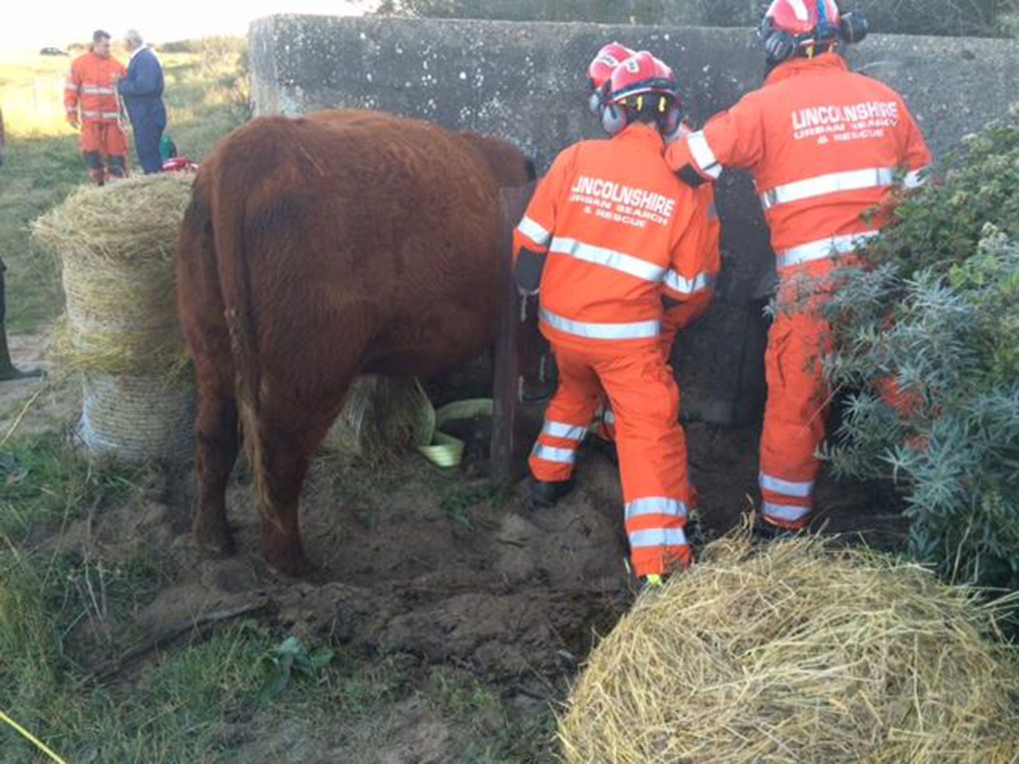 Rescuers freeing the cow at Gibraltar Point in Skegness