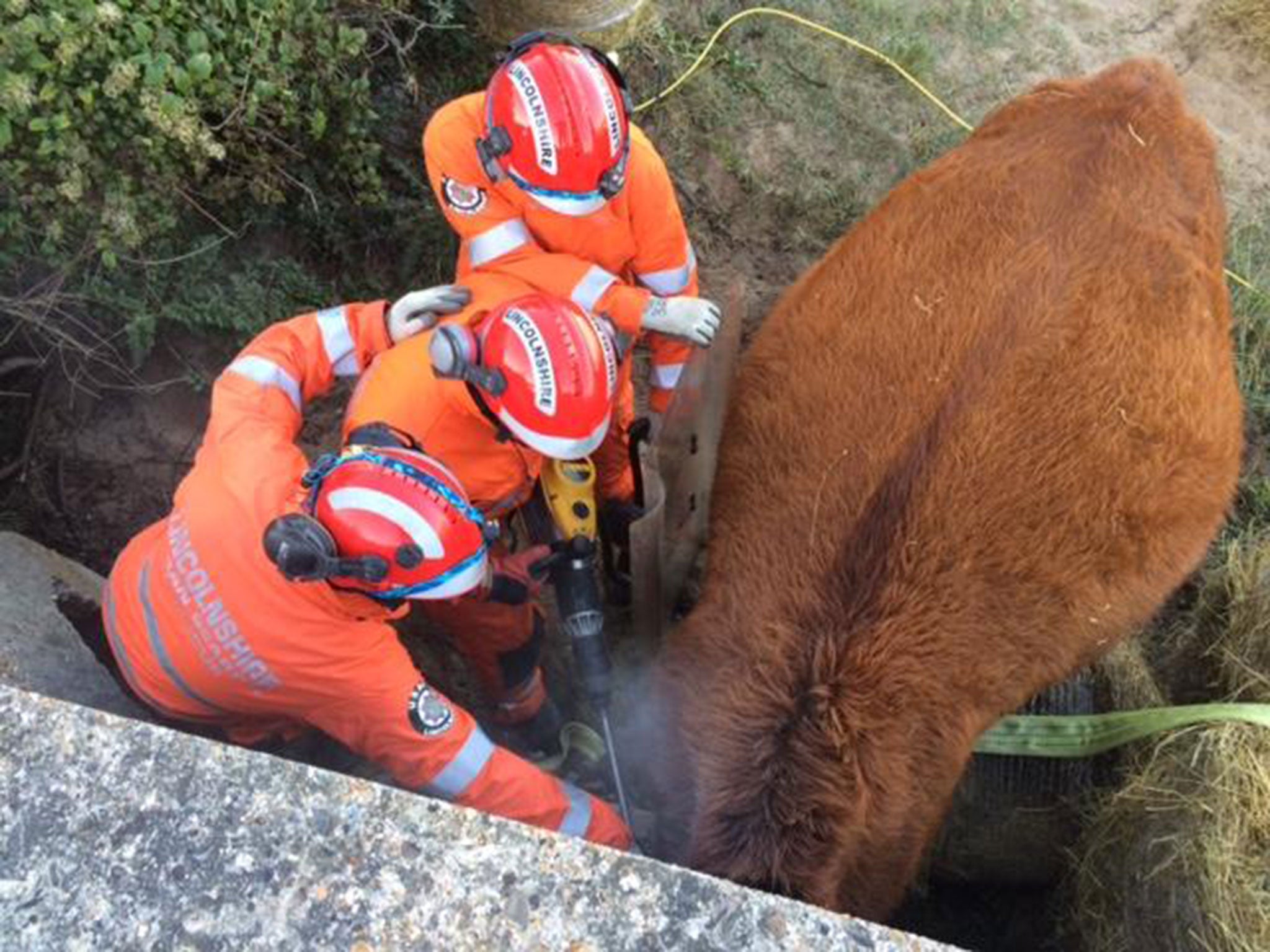 Rescuers freeing the cow at Gibraltar Point in Skegness