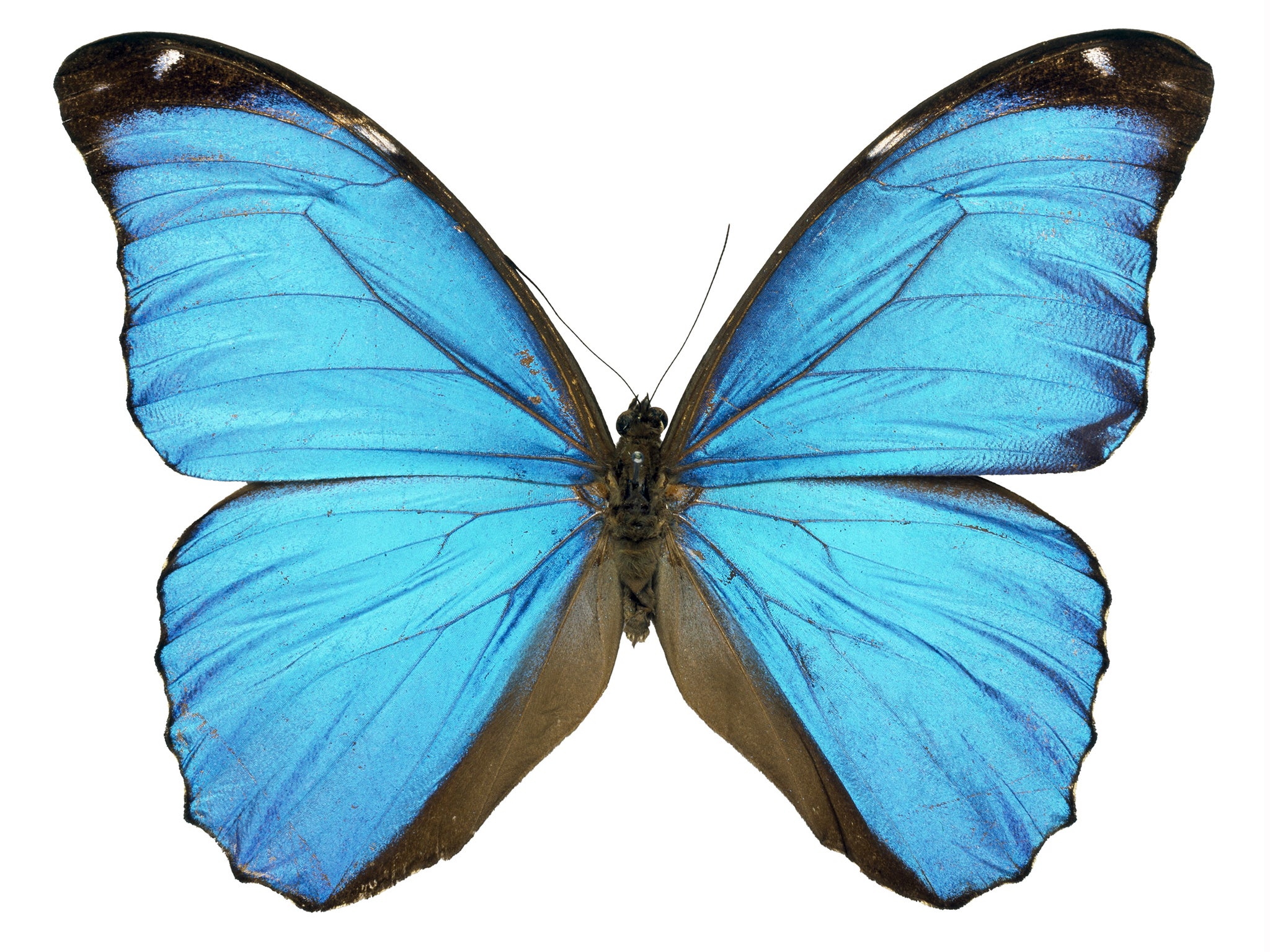 Professor Andrew Parker from the Natural History Museum has cultured cells from a blue morpho butterfly’s wing