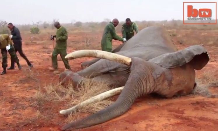 Vets desperately try to save elephant hit with poacher's poisoned arrow