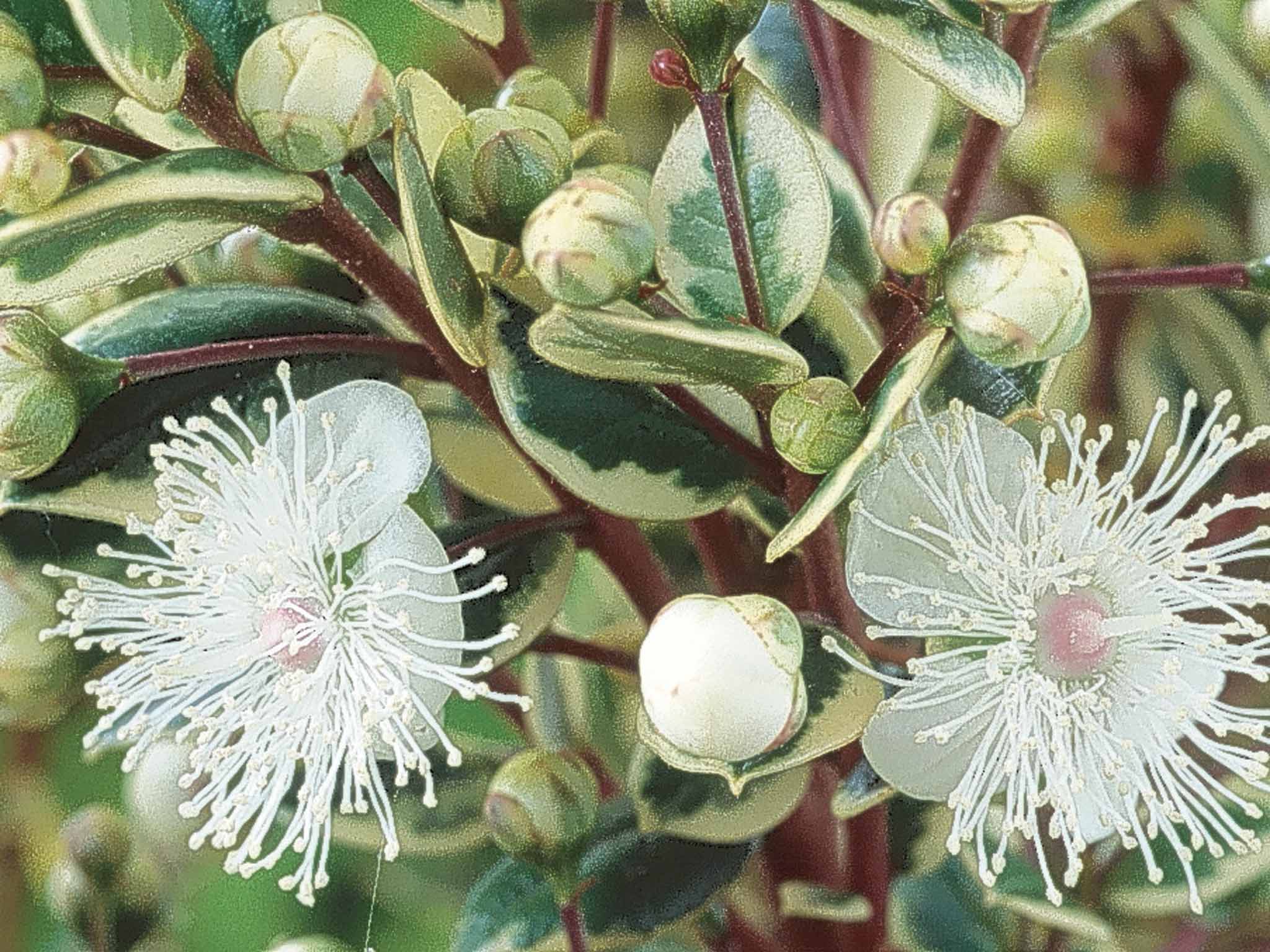 Luma apiculata 'Glanleam Gold' can be clipped as easily as box