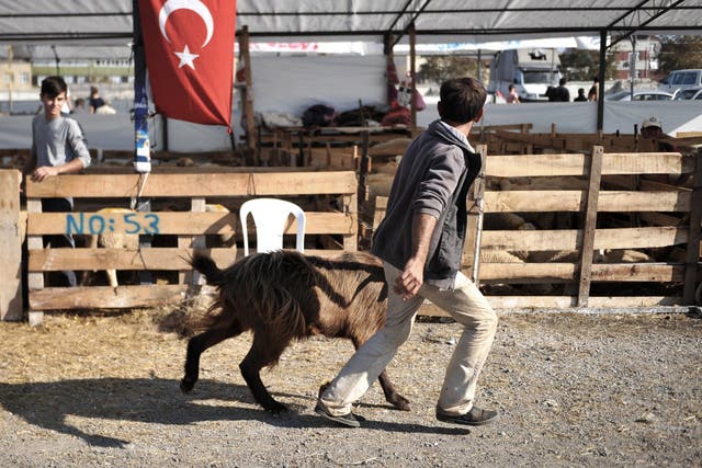 A man holds a ram that will be sacrificed for the Muslim holiday of Eid al-Adha, at a market in Istanbul