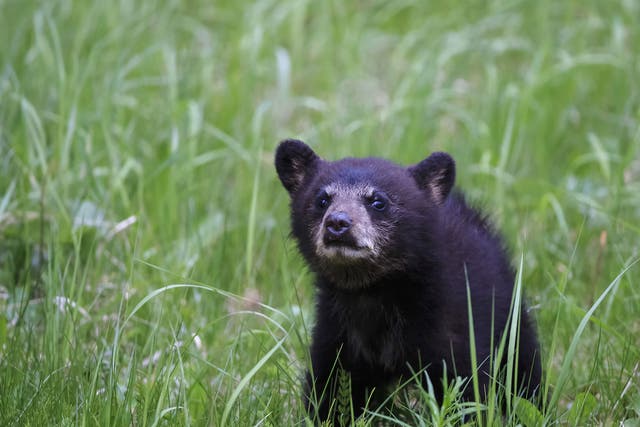 <p>Black bear cub </p>