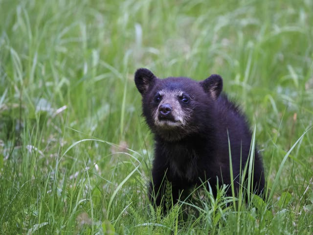 A black bear was found stuffed under a bush in Central Park, New York