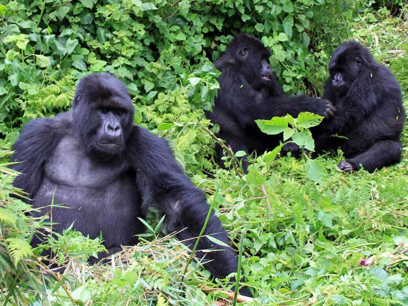Going ape: gorillas in Rwanda