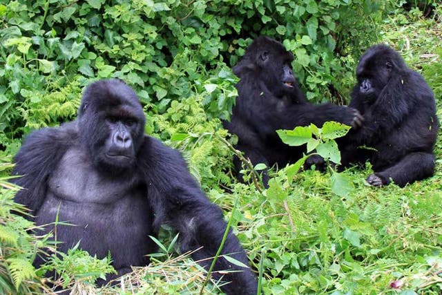 Going ape: gorillas in Rwanda