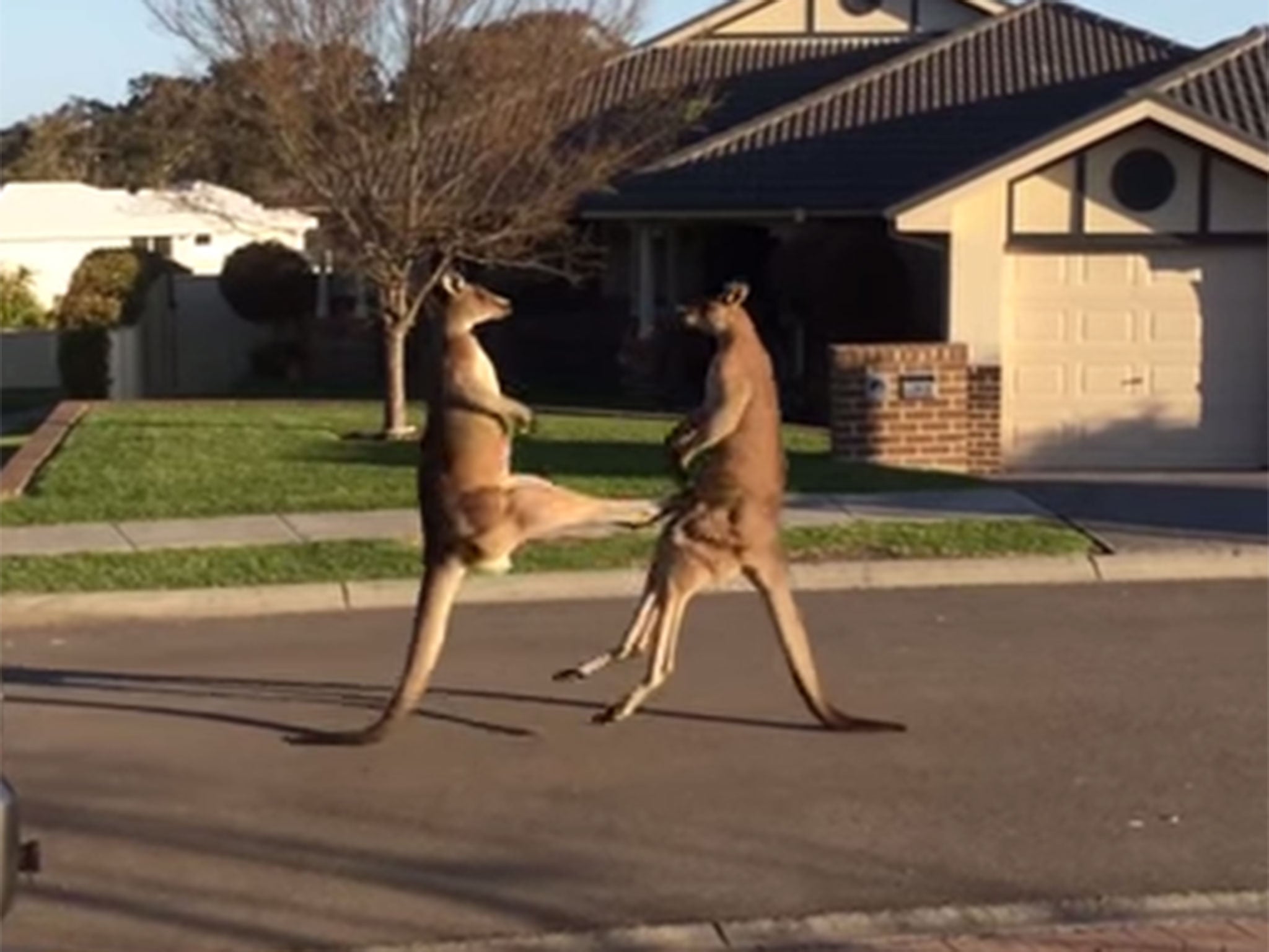 Kangaroo street fight in Australia