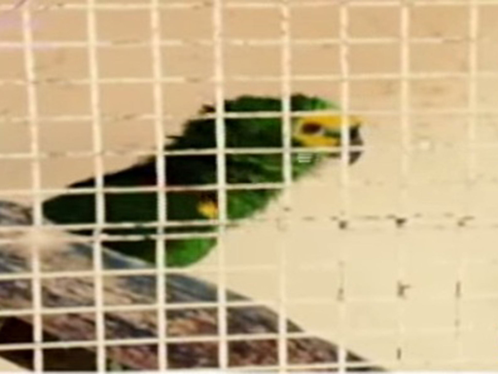 Falcao's parrot Coco