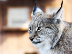 The lynx could return to UK within months after 1,300-year absence