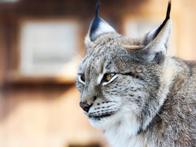 A Eurasian lynx at a zoo in the eastern French city of Amneville