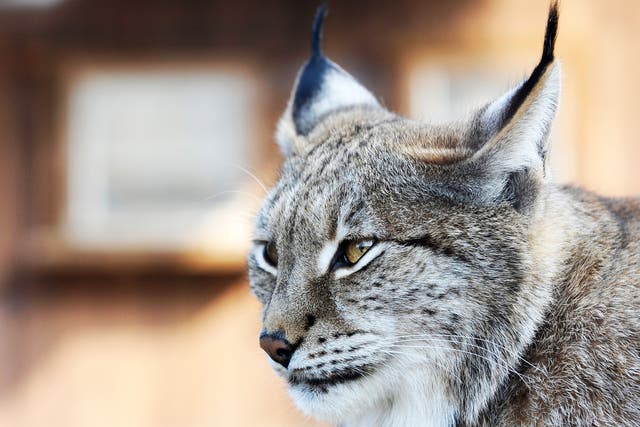 A Eurasian lynx at a zoo in the eastern French city of Amneville