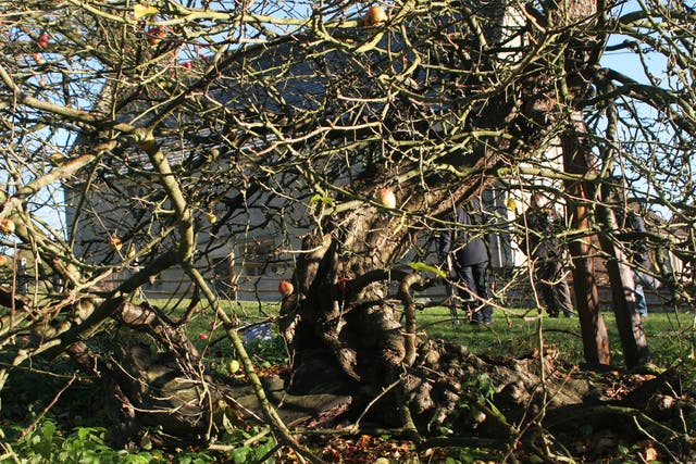 Root cause: Isaac Newton’s inspiring apple tree in Lincolnshire 