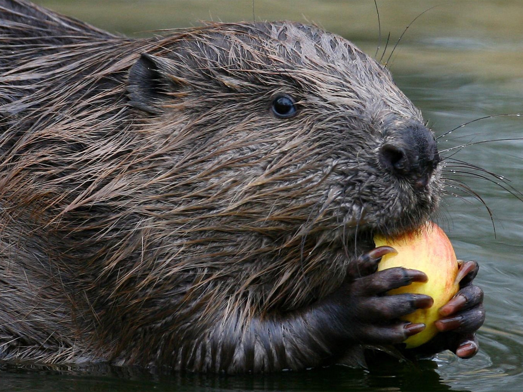Beavers born in the wild in the UK are not thought to carry EM