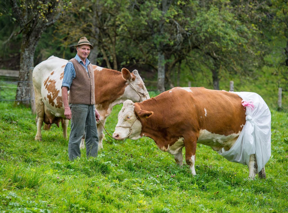 Farmer Johann Huber presents his cows Doris (R) and Ami, with Doris in a diaper, in Gmund am Tegnersee